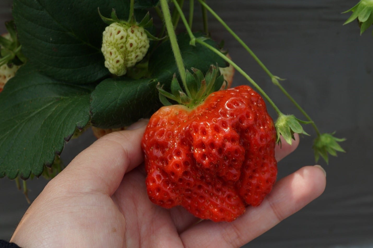 misshapen strawberry plant